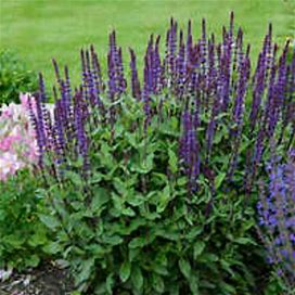 Salvia Nemorosa 'Caradonna' In 3 Well Rooted Starter Plants In 1 Quart Containers Grown At Rosie Belle Farm - Price Includes Shipping