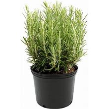 Lavender Plant (English) Elegance Plant | Live Herb Plant | Organic Lavender Plants