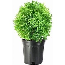 Little Giant Arborvitae 3 Live Gallon Size Plants Dwarf Evergreen Shrub, Perfect For Landscaping & Privacy, Low Maintenance, Hardy & Drought Tolerant