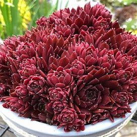 Coral Red Hens & Chicks (Spring Pre-Order) 1 Pot - Plant Addicts