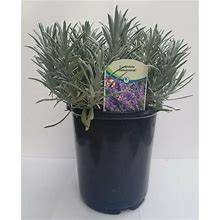 Lavender Plant Phenomenal 2.5QT Size Pot