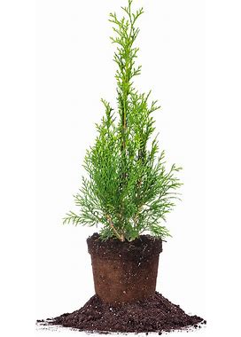 Emerald Green Arborvitae - 1 Gallon / Single | Perfect Plants