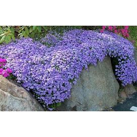 BLUE Emerald Creeping Phlox Flowers Periwinkle Ground Cover Live Plant