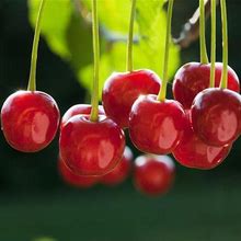 3-4 ft. - Dwarf North Star Cherry Tree - Enjoy Cherries From Your Backyard, Outdoor Plant