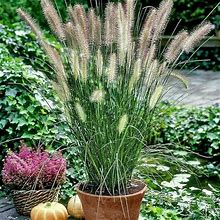 1 Hamlen Dwarf Fountain Grass Plants Live For Planting, Grass Perennial Garden 4 Inch Pot, Cannot Ship To CA