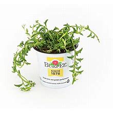 Burpee String Of Dolphins Succulent Senecio | Bright Indirect Light | Live Easy Care Indoor House Plant, 4" Pot