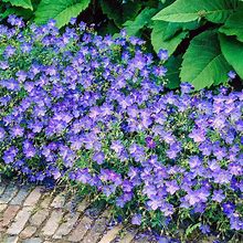 Blue Flowers Blue Fusion Everblooming Hardy Geranium Live Bareroot Perennial Plants (3-Pack)