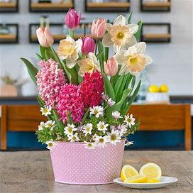 Spring Blush Fragrant Bulb Garden - 1 Per Package | Spring Planting | Garden Essentials
