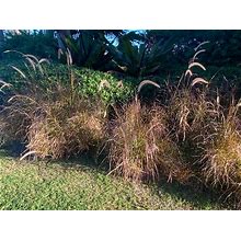 Red Fountain Grass 1Gal, 2-3Ft, 8-Pack