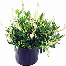 Clethra Aln. 'Hummingbird' (Summersweet) Shrub, White Flowers, 3 - Size Container