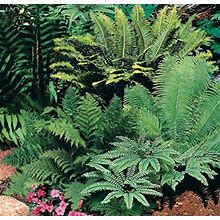 Native Woodland Fern Mixture Dormant Bare Root Perennial Roots (5-Pack)