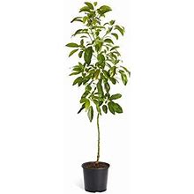 Live HASS Avocado Tree, 3-4 ft. Exotic, Delicious & Climate-Resilient | From A 5 Gallon Pot