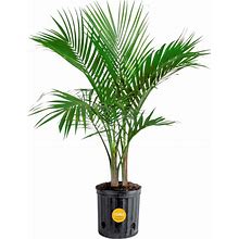 Costa Farms Majesty Palm Live Plant, Indoor And Outdoor Palm Tree, Potted In ...