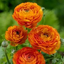 25 Orange Ranunculus Bulbs Spring Planting - Buttercup Flower Bulb Value Bag - Plant In Gardens, Containers & Flowerbeds - Easy To Grow Perennial