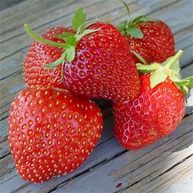 Jewel Strawberry Junebearer (25 Pack)