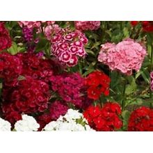 Sweet William - Naturalized Flowers