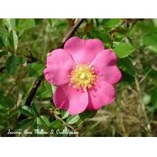 25 Seeds Pink Swamp Rose Rosa Palustris Flower Shrub Bush ( Average - Wet Soil ) Seeds