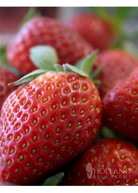 Ozark Everbearing Strawberry Plant | Holland Bulb Farms