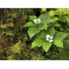 15 Seeds Western Bunchberry Alaskan Dogwood Canadian Cornus Unalaschkensis White Sun Or Shade Groundcover Flower Edible Red Berry Herb Seeds