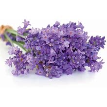 English Lavender Flower Seeds For Planting - Over 3,000 Premium Seeds - Attracts Pollinators - Non GMO