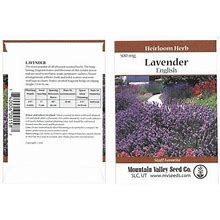 Common English Lavender Flower Garden Seeds - 500 Mg Packet - Perennial Herb Gardening Seeds - Lavandula Angustifolia