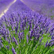 English Lavender Seeds (600+ Heirloom Seeds - Vera True Lavender) (English Lavender (2-Packs Of 600 Seeds))