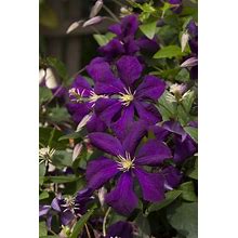 Clematis "Jackmanii" - One Of The Most Popular And Reliable - Deep Purple/Violet Blooms