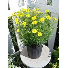 Coreopsis Verticillata 'Zagreb' (Tickseed) Perennial, Yellow Flowers, 1 - Size Container
