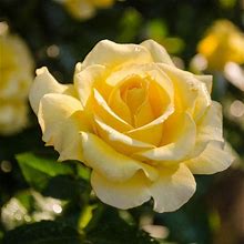 Sparkle & Shine Rose - 1 Per Package | Yellow | Rosa Floribunda 'Wekjunjuc' | Zone 4-10 | Spring Planting | Sun Perennials