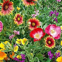 Southwest Wildflower Seed Mix - 1 Pkt Of Approx. 300 Seeds