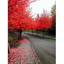 40+ FAST GROWING TREE SEEDS: Red Maple (Acer Rubrum) | FREE SHIPPING USA SELLER