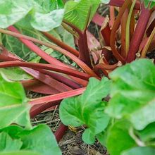 Hardy Tarty Rhubarb Plant - Dormant 4" Pot