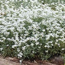Snow-In-Summer, Cerastium Tomentosum - Plant