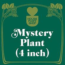 Mystery Flowering Plant, 6" Pot