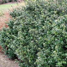 Compacta Japanese Holly Shrub/Bush, 3 Gal- Adaptable Dwarf Size Fits In Any Location