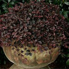Purple Pixie Loropetalum (3 Gallon) Low-Growing/Weeping Evergreen Shrub With Purple Foliage And Pink Blooms - Full Sun To Part Shade Live Outdoor Plan