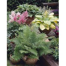Bloomsz Great Shade Patio Perennial Collection Roots Plant (3 Pack)