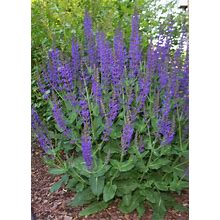 May Night Salvia - One Gallon Container