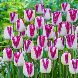 Shiun Tulip - 8 Per Package | Purple | White | Tulipa Triumph 'Shiun' | Zone 3-8 | Fall Planting | Fall-Planted Bulbs