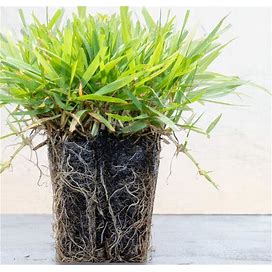 Zoysia Plugs - 200 Full Zoysia Grass Plugs | Mature Roots | Individually Grown