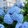 Hydrangea Nikko Blue Cuttings (ALL Starter Plants REQUIRE You To Purchase 2 Plants) Choose Your Lot