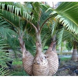 Bottle Palm.. TRIPLE.. Hyophorbe Lagenicaulis 1 Gallon Pot.. Rare Exotic FREE SHIPPING