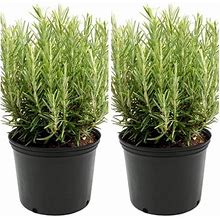 Lavender Duo: 2 Live English Lavender Plants - Fragrant & Flourishing For Your Garden Or Home!