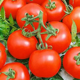 Tomato Early Doll Hybrid Pkt - Pkt. Of 40 Seeds