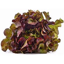 Cimmaron Romaine Lettuce Seeds, 1000 Heirloom Seeds Per Packet, Non GMO Seeds