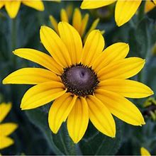 Tomorrowseeds Black/Yellow - Black Eyed Susan Flower Seeds - 500+ Count Packet - Usa Garden Big Sunflower Sun Flower Indian Summer Yellow Seed For Non