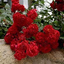 Red Ribbons Groundcover Rose - 3 Per Package | Red | Rosa Ground Cover 'Kortemma' | Zone 4-10 | Spring Planting | Sun Perennials