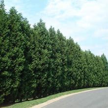 Leyland Cypress Tree, 5-6 Ft- America's Most Popular Privacy Tree | Evergreen Tree