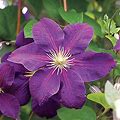1 Clematis Jackmanii Purple Color Vine Plant Root Bulb Flower Perennial Summer