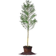 Bald Cypress - Size: 5-6 Ft, Live Plant, Includes Special Blend Fertilizer & Planting Guide